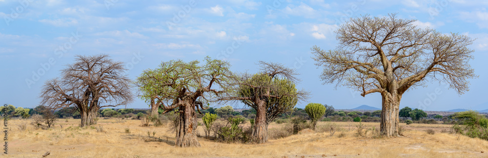 Baobab (Adansonia digitata). Ruaha National Park. Tanzania Baobab (Adansonia digitata). Ruaha National Park. Tanzania