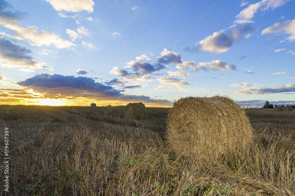 Mown and dried grass rolled at sunset in a field