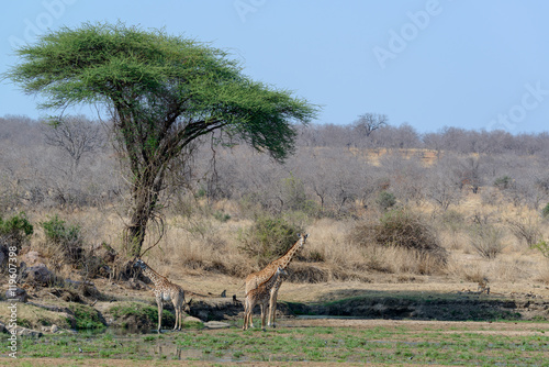 Fototapeta Naklejka Na Ścianę i Meble -  Umbrella thorn acacia (Vachellia tortilis, previously Acacia tortilis) and Masai giraffe  or Maasai giraffe (Giraffa camelopardalis tippelskirchi). Ruaha National Park. Tanzania