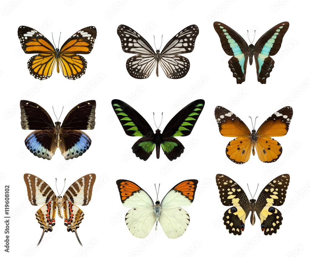 Obraz premium Zestaw motyl na białym tle