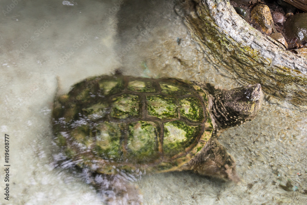 Obraz premium Little turtle in the water.