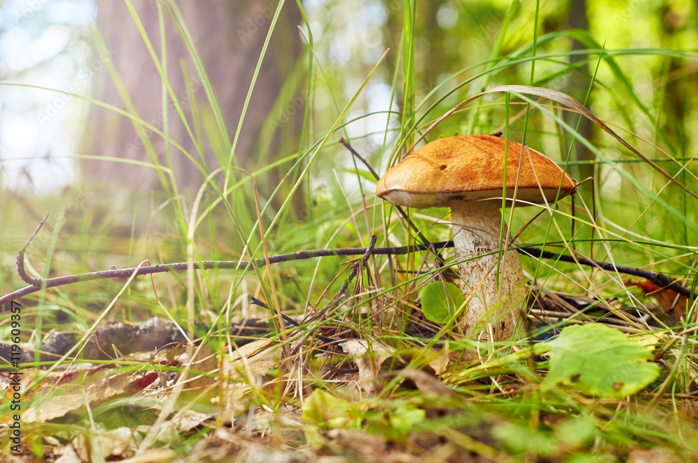 Fototapeta premium Sunlit aspen mushroom in the forest