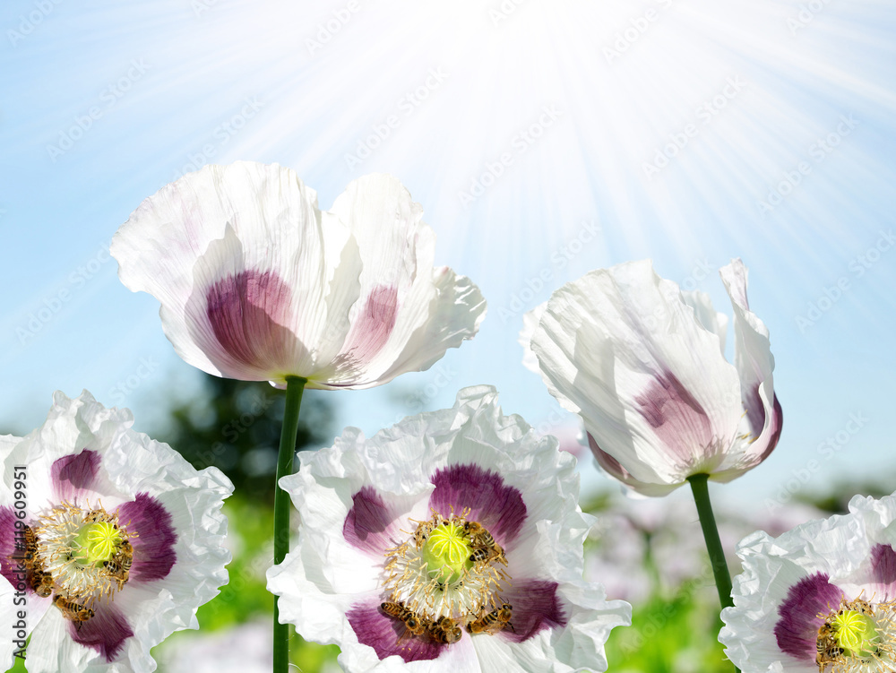 Fototapeta premium Poppy flower with bees in sunny day.