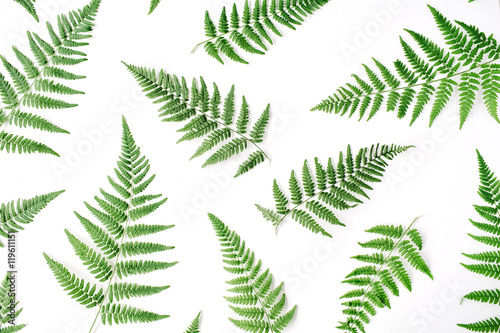 fern branches pattern isolated on white background. flat lay, top view