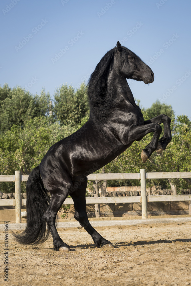 Naklejka premium Prancing black horse