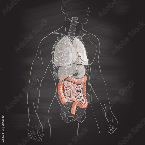 illustration of the colon