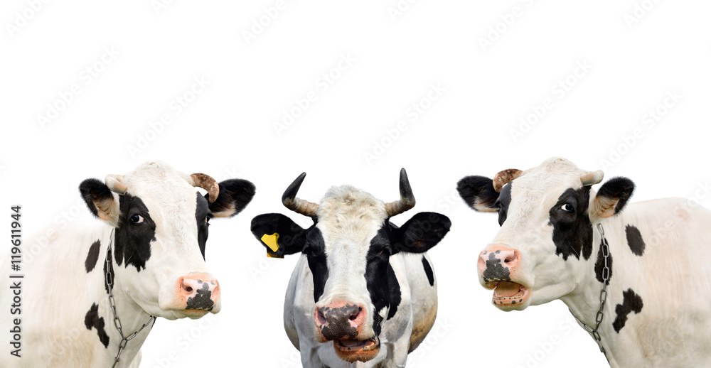 Fotografie Three funny cow isolated on a white background