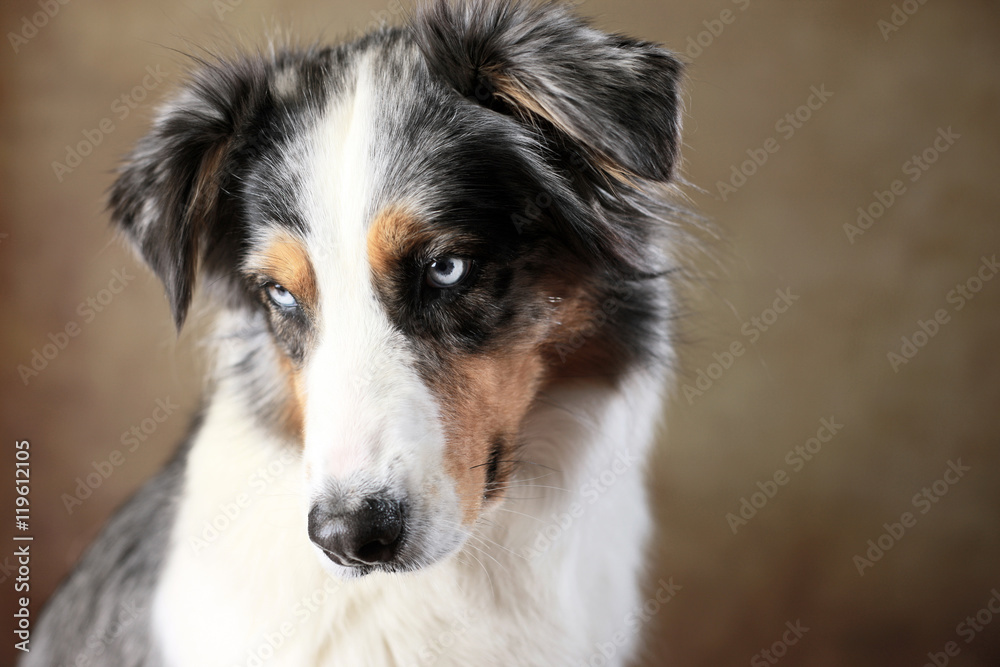 Australian Shepherd mit blauen Augen im Studio