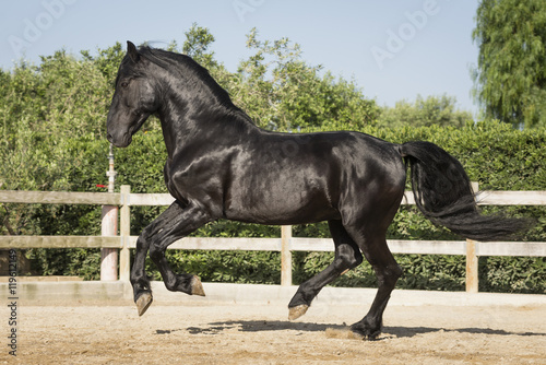 Black gallop III