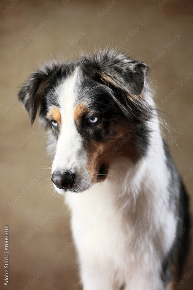 Australian Shepherd mit blauen Augen im Studio