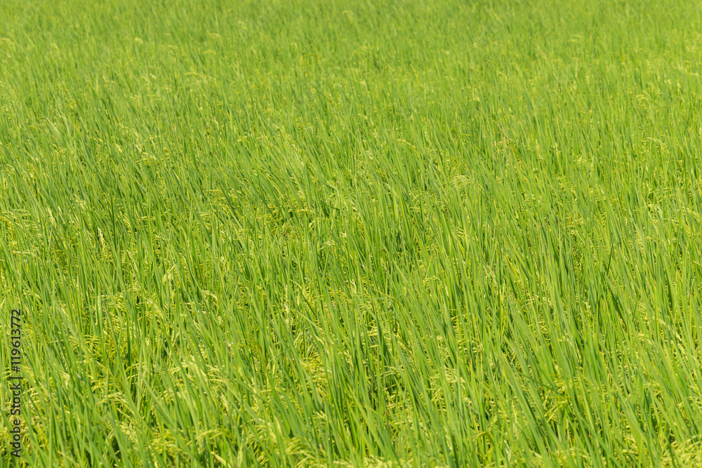 Background of Paddy rice green leaf field Background of Paddy rice green leaf field
