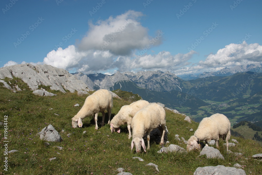 Fototapeta premium glückliche schafe auf der alm