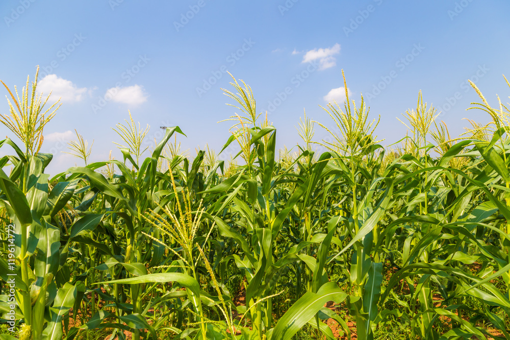 Corn field and sky with beautiful clouds Corn field and sky with beautiful clouds
