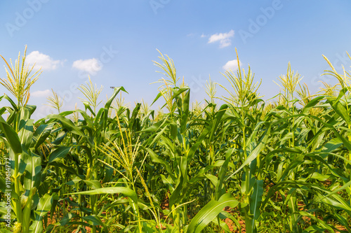 Corn field and sky with beautiful clouds