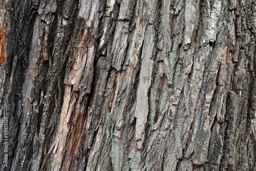 Bark