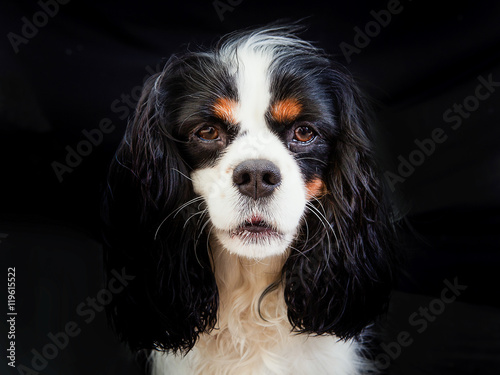 Billede på lærred cavalier king portrait : black backdrop