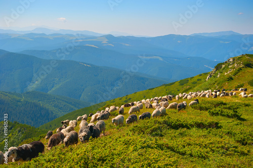 Sheep's pasture in the moun...