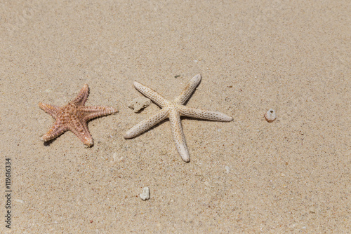 starfishs on the sandy beach 