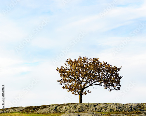 A lonly tree