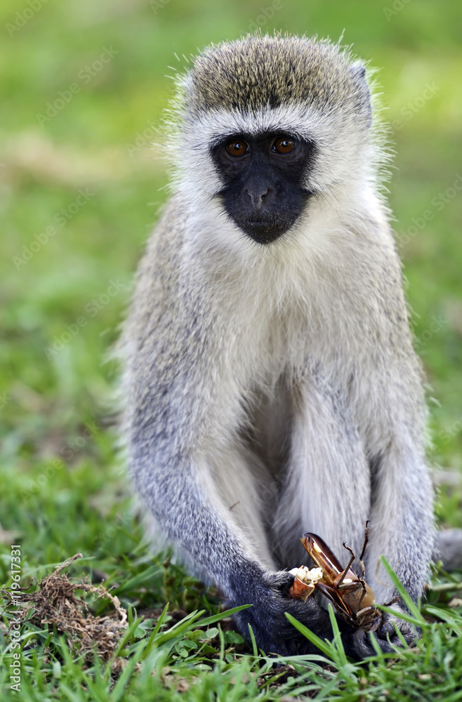 Vervet monkey in the savannah