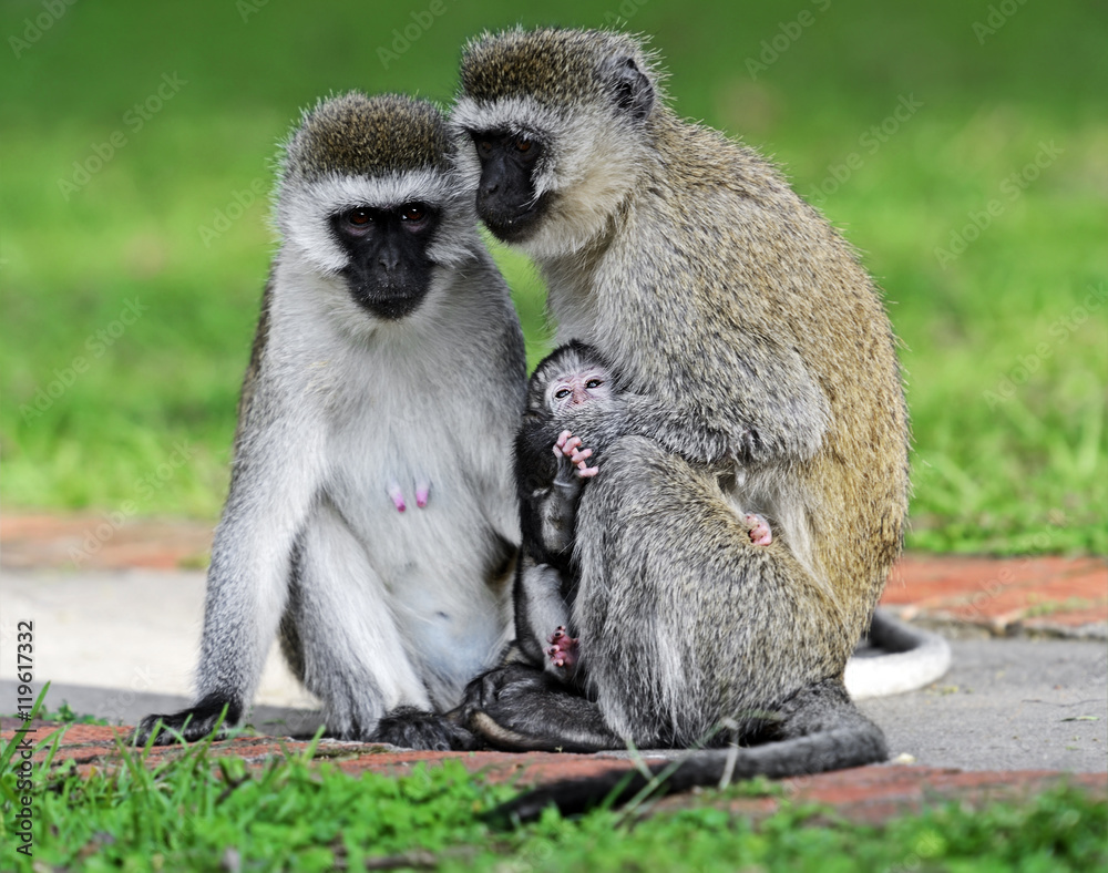 Vervet monkey in the savannah Vervet monkey in the savannah
