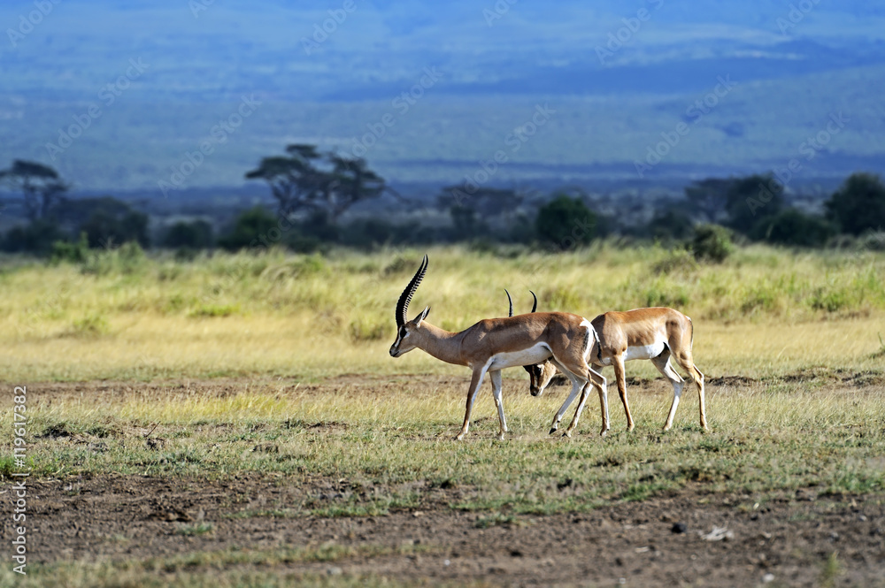 Naklejka premium Grant's gazelle in the savannah