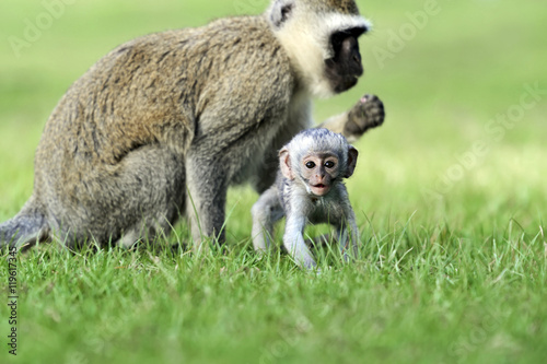 Vervet monkey