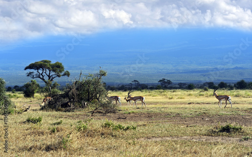 Grant's gazelle in the savannah