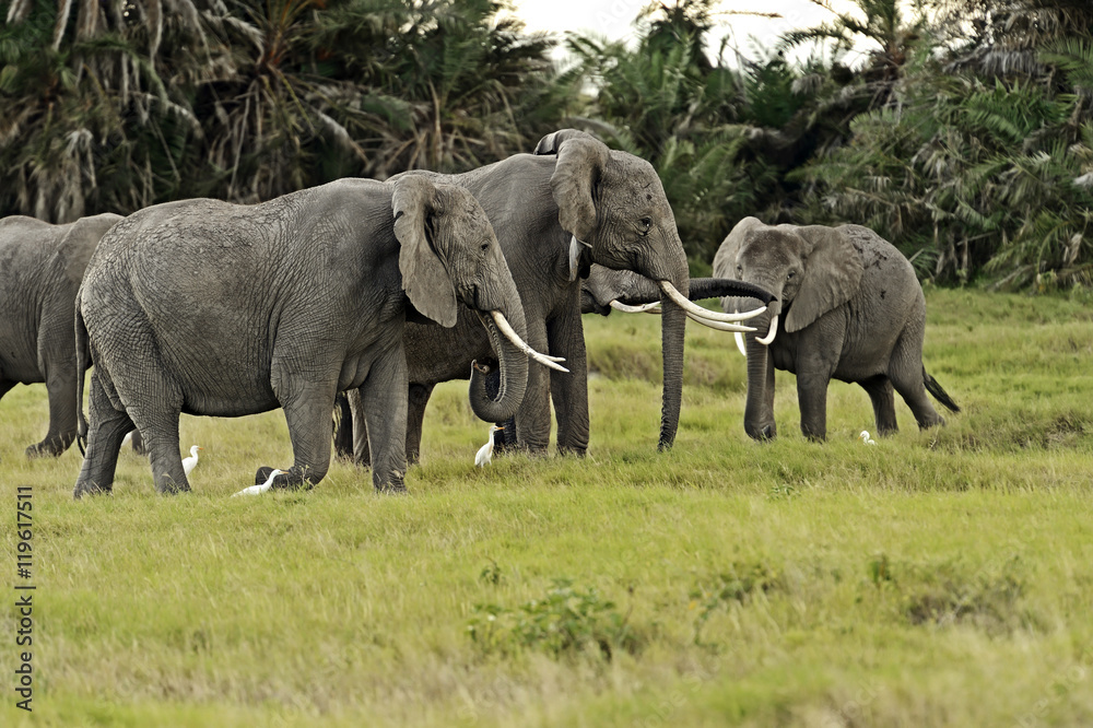 Elephants in the savannah