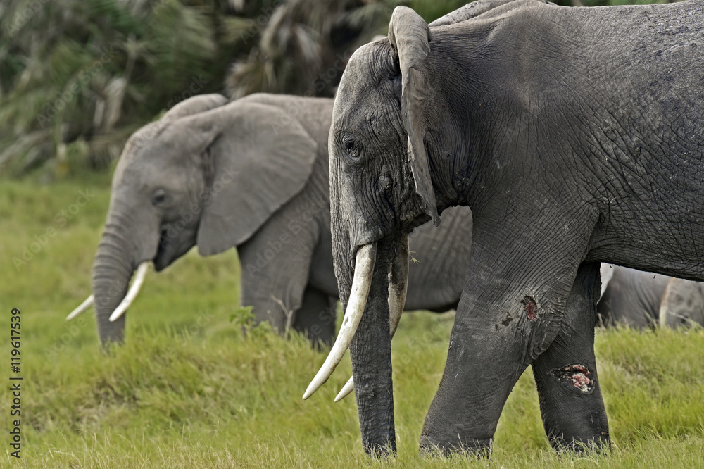 Fototapeta premium Elephants in the savannah