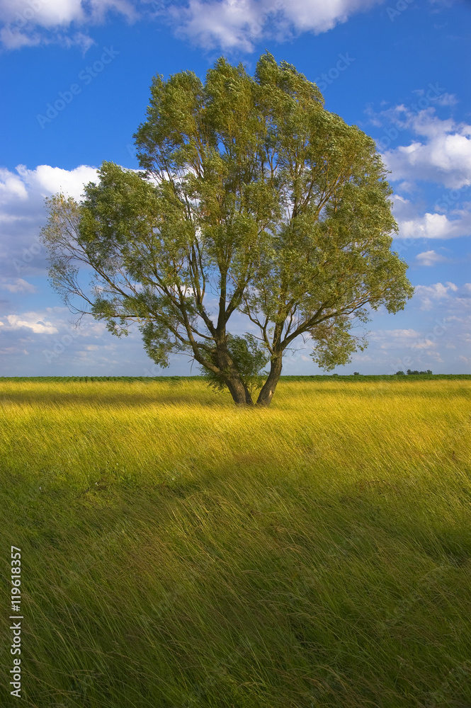 Landscape showing lonely tree on summer meadow