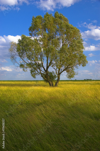 Landscape showing lonely tree on summer meadow