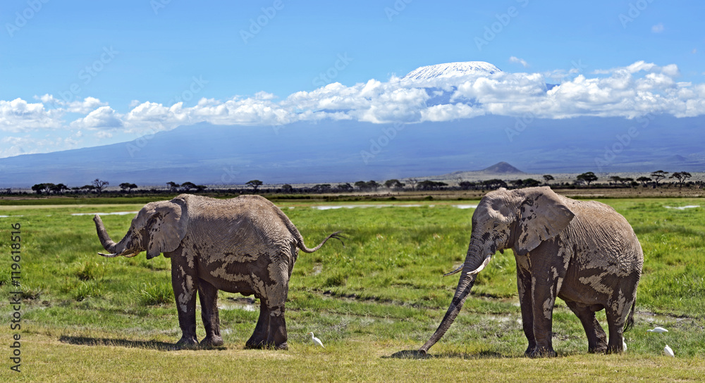 Fototapeta premium Elephants in the savannah