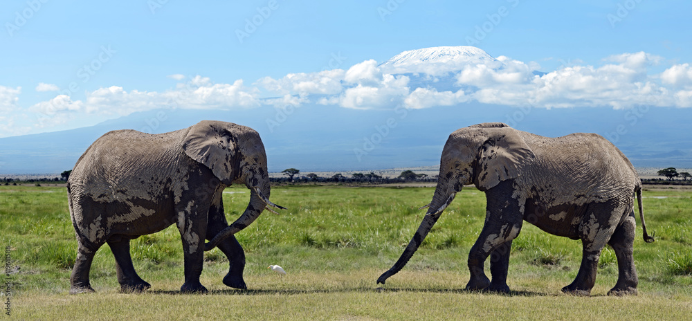 Fototapeta premium Elephants in the savannah