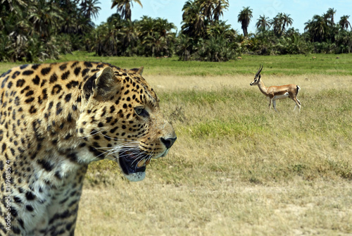 Fototapeta Naklejka Na Ścianę i Meble -  Leopard in savannah in Kenya