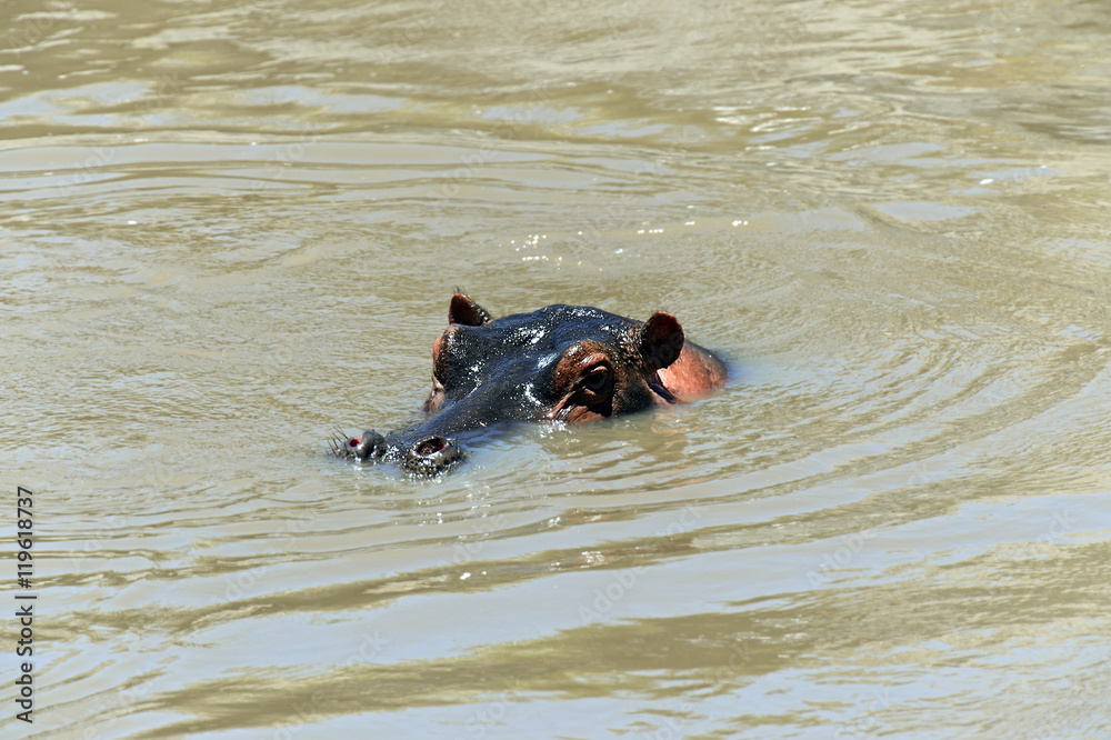Fototapeta premium Hippo in the African savannah