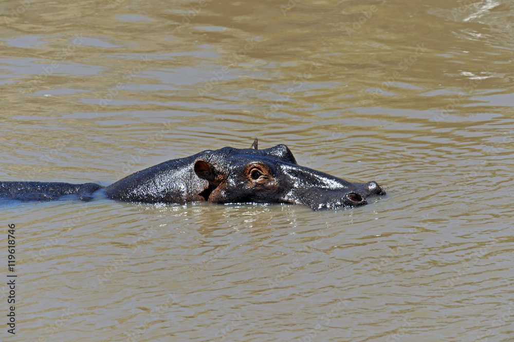 Fototapeta premium Hippo in the African savannah