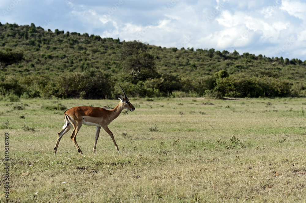 Naklejka premium Grant's gazelle in Africa