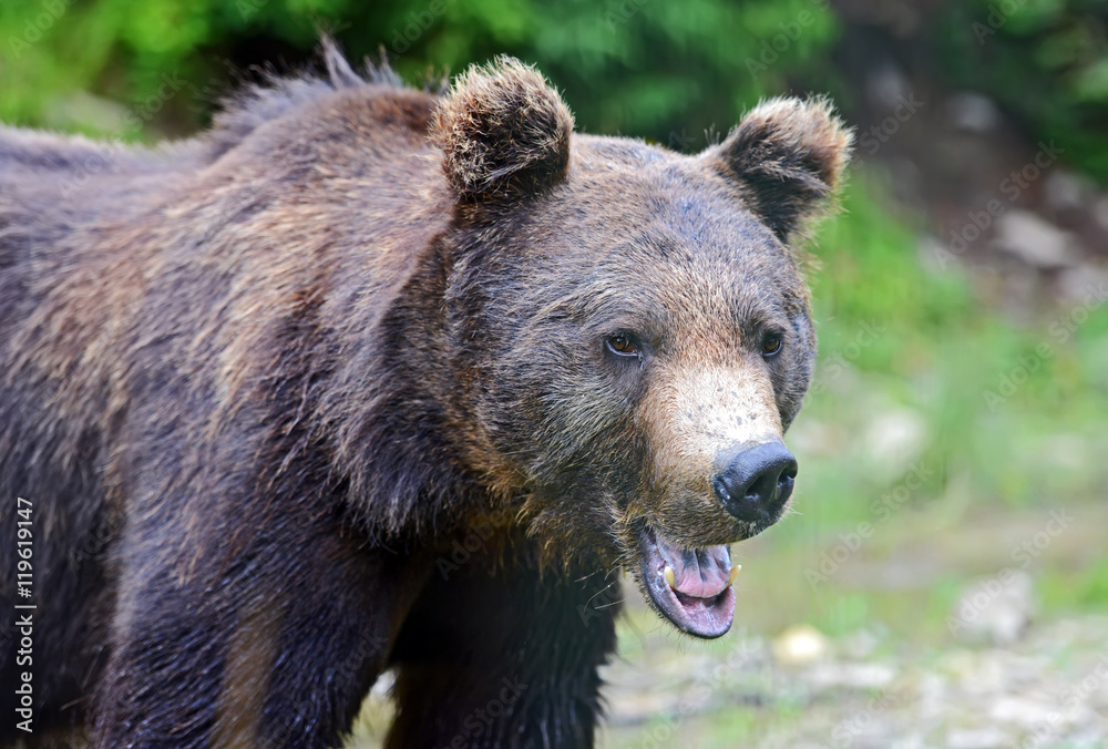 Brown Bear in the woods