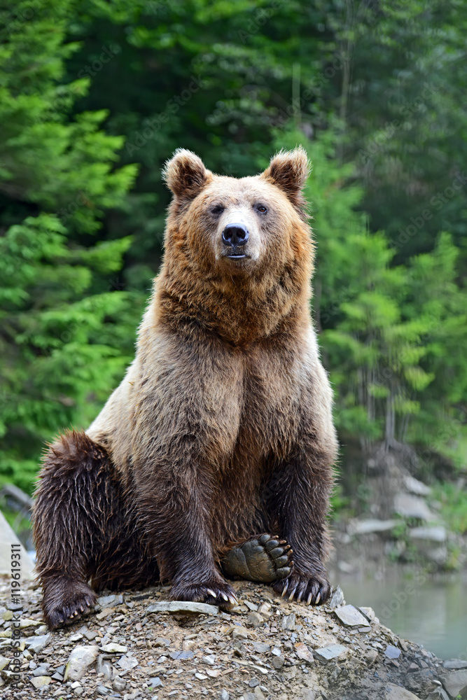 Obraz premium Brown Bear in the woods