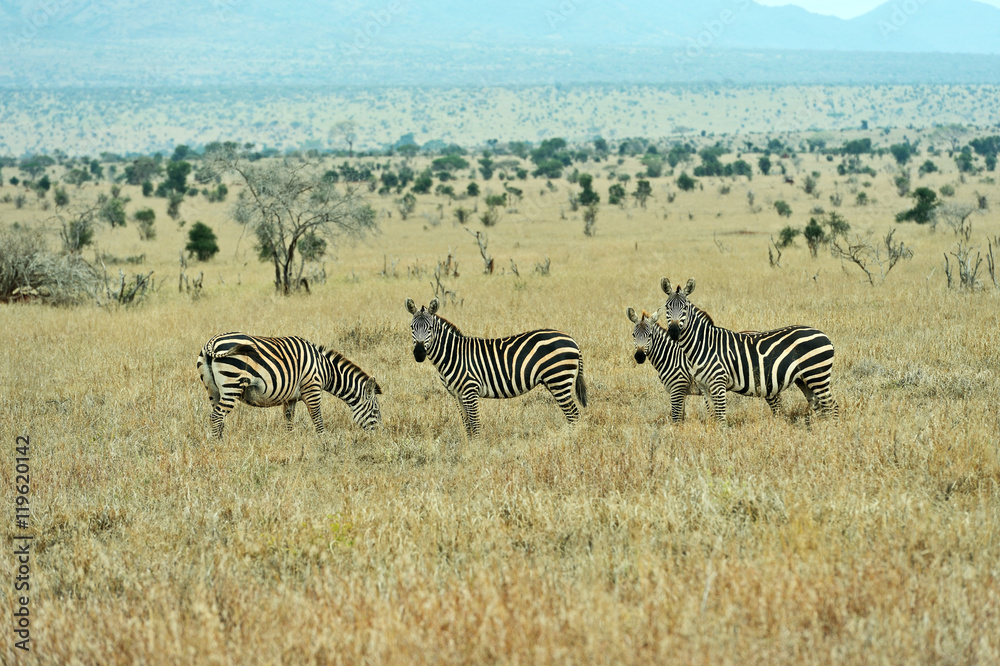 Fototapeta premium Zebra in the Masai Mara