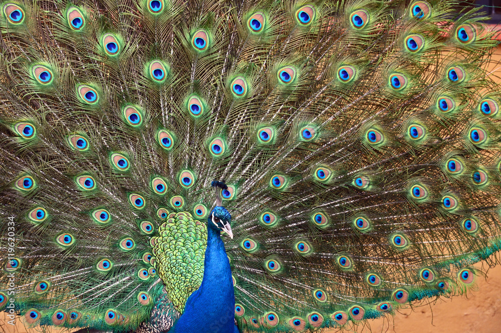 Obraz premium Peacock portrait yzyaschnoho