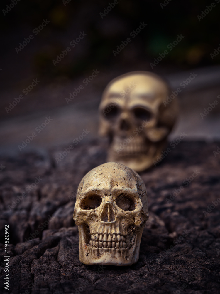 Human skull Human skull