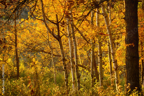 Autumn Gold Forest