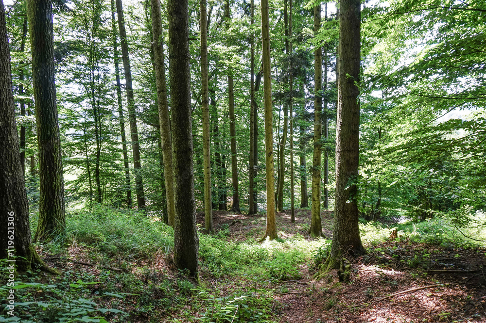 Fototapeta premium Wald Sommer Österreich Laubwald