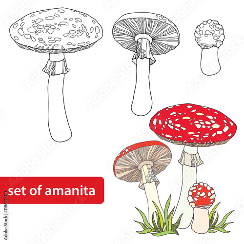 Vector set with Amanita or Fly agaric mushroom isolated on white background. Outline poisonous red-cup mushroom in line art decor. Floral elements in contour style for autumn design and coloring book.