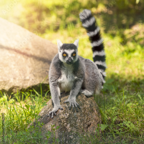 ring tailed lemur sitting on the rock