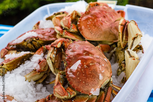 Fresh Dungeness crab at the market