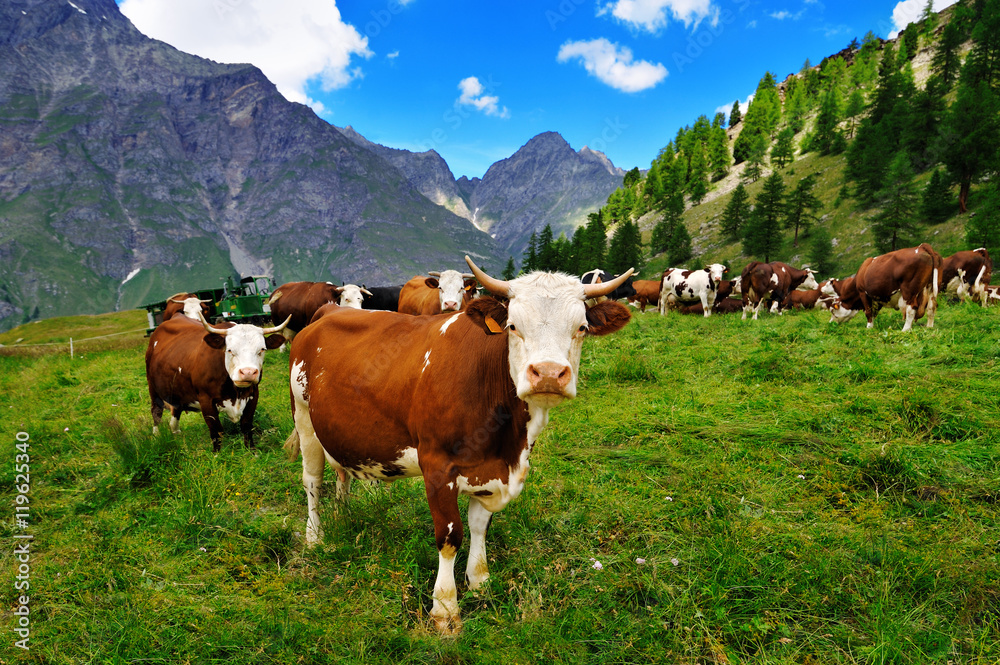 cows on alpine pasture in Valle dAosta