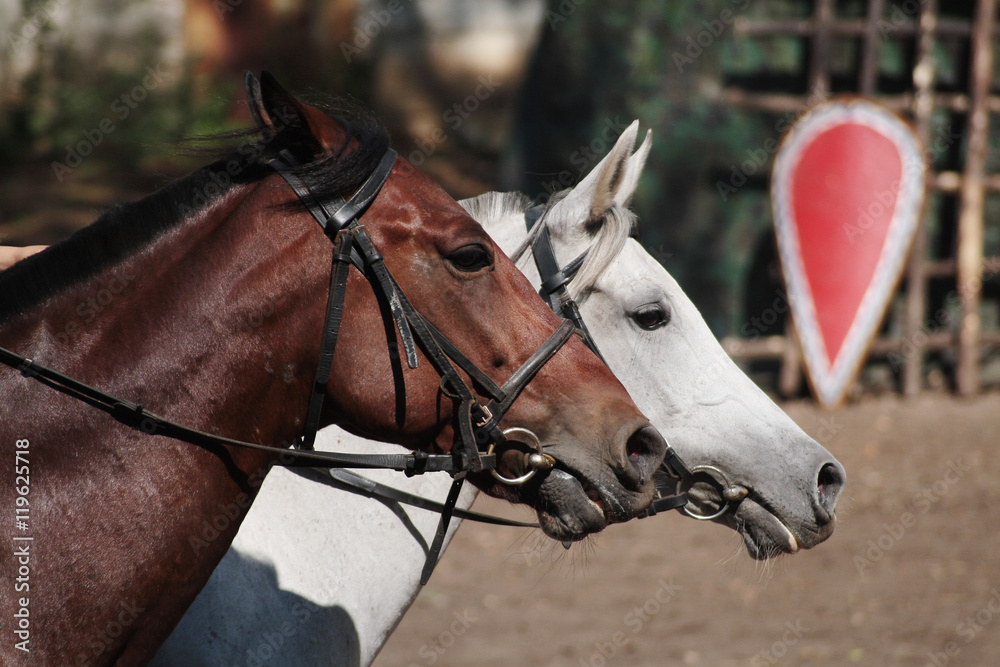heads of two horses red and white suit heads of two horses red and white suit